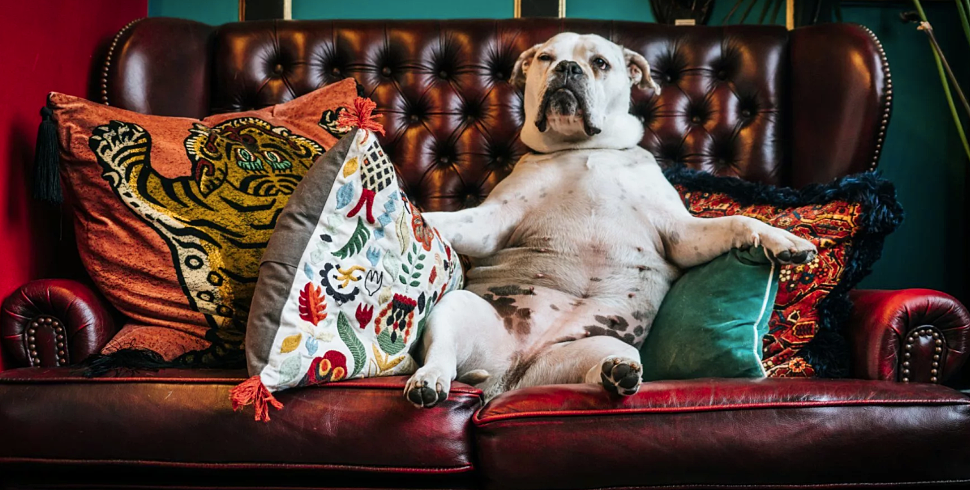 Как отучить собаку залезать на диван